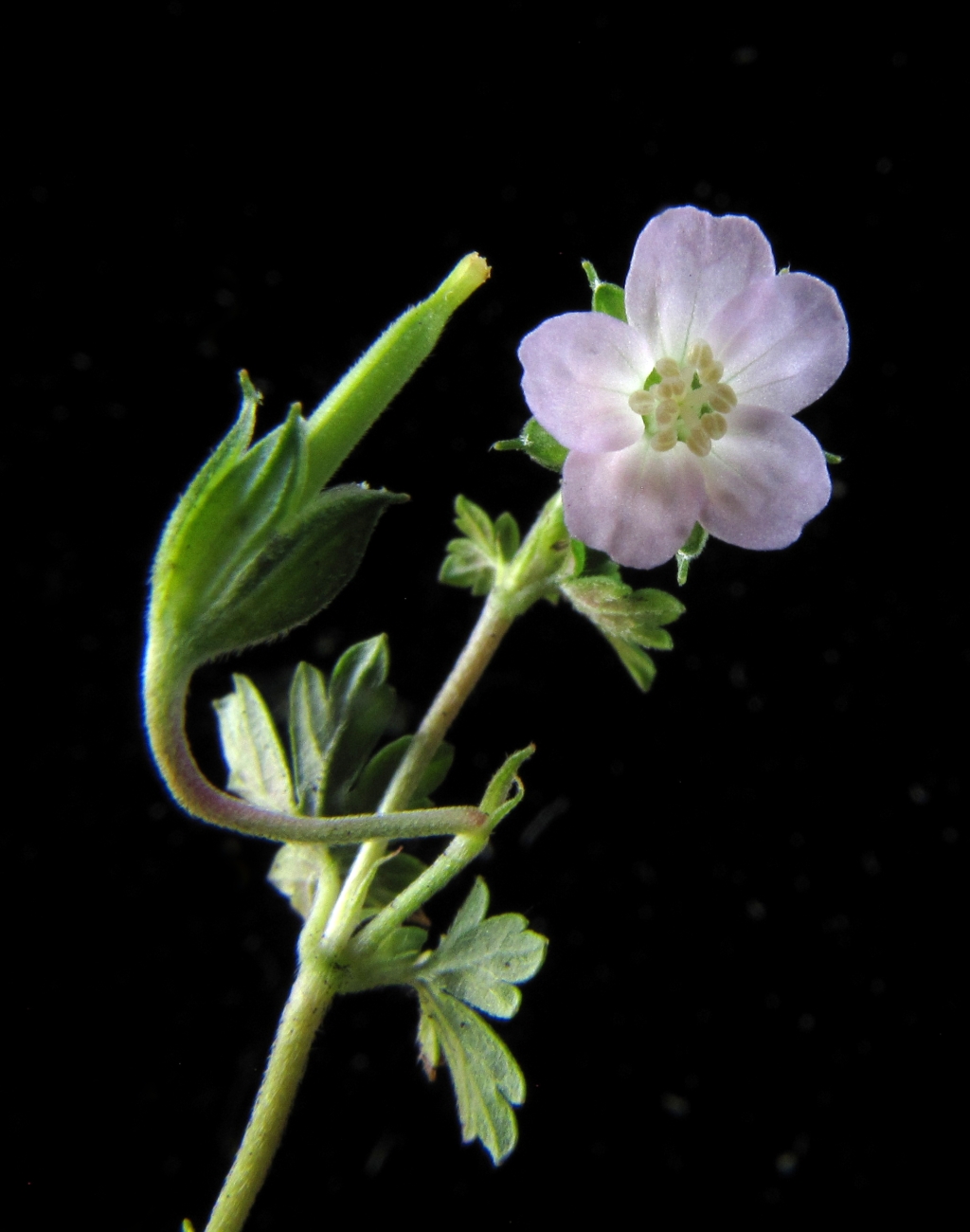 Geranium (hero image)