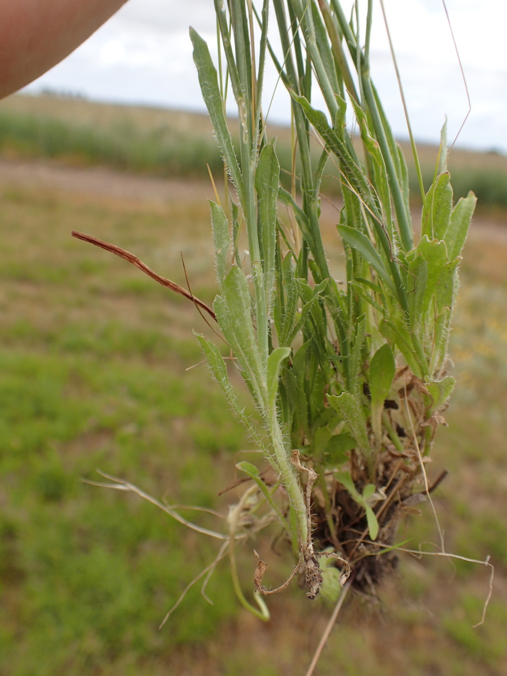 Wahlenbergia multicaulis (hero image)