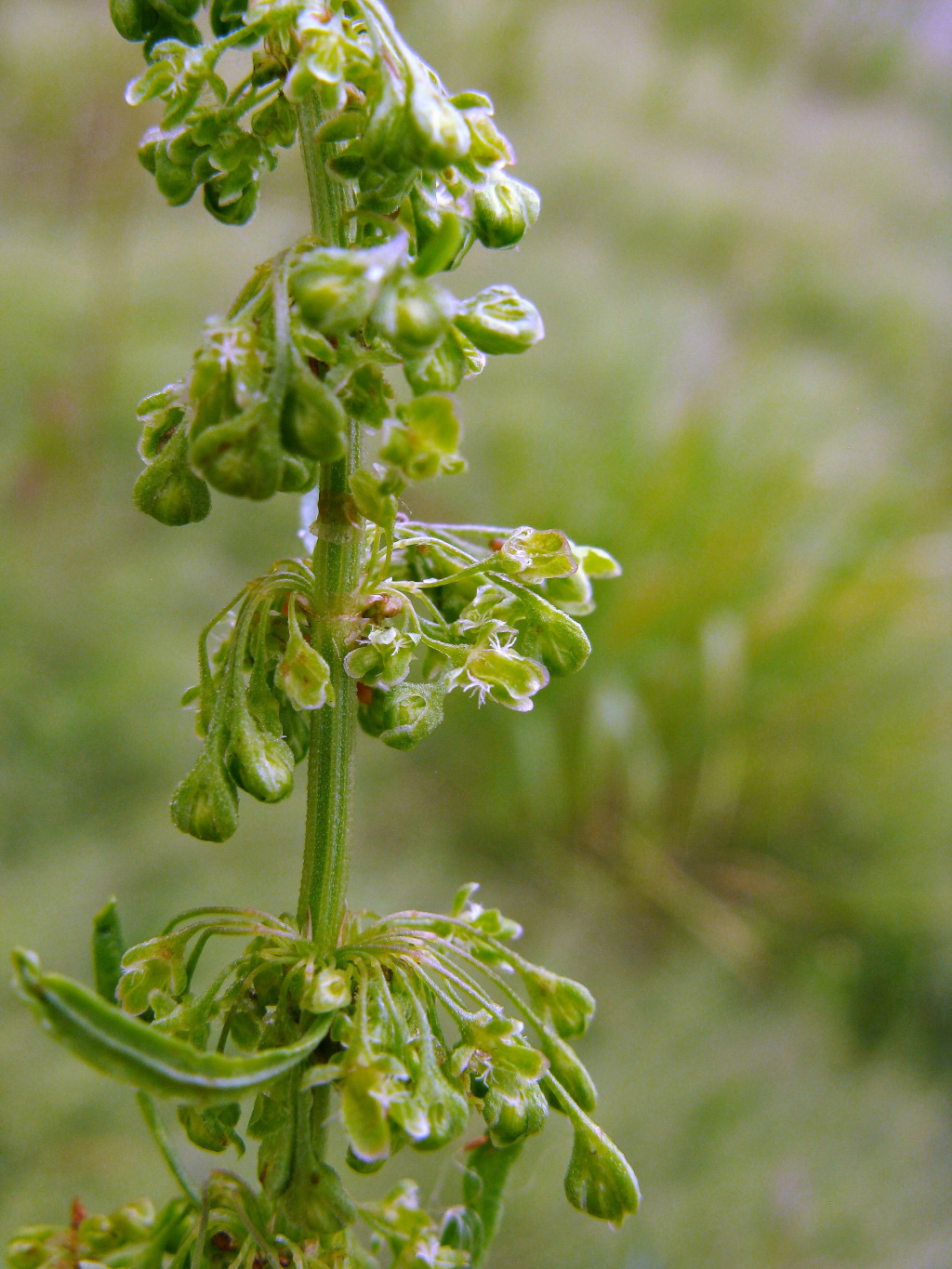 Rumex crispus (hero image)