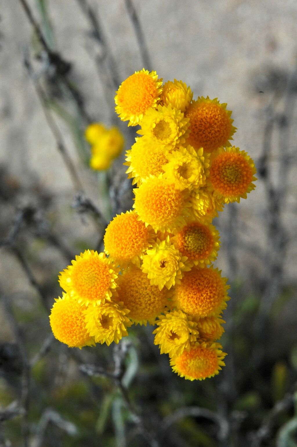 Chrysocephalum apiculatum (hero image)