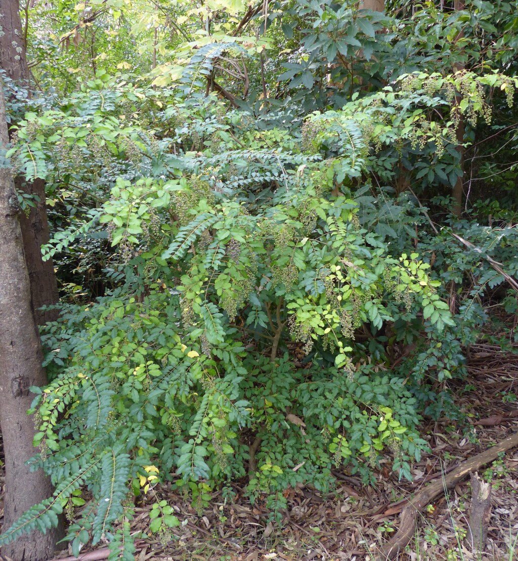 Ligustrum vulgare (hero image)