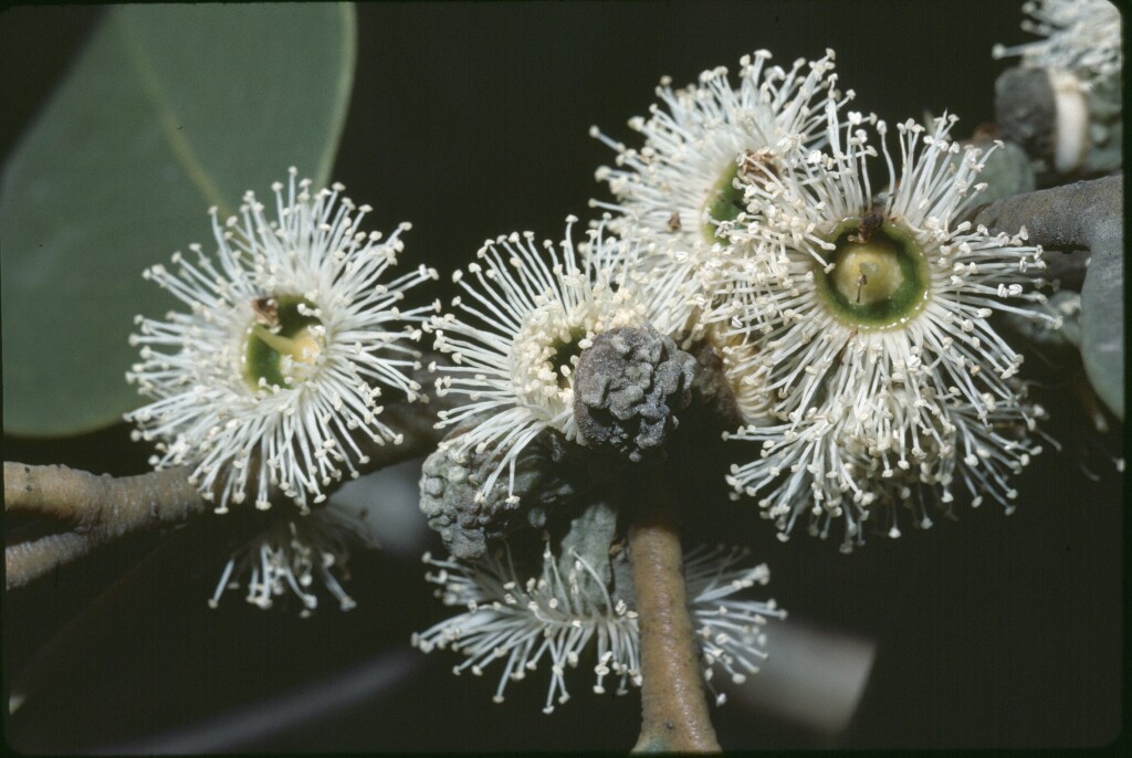 Eucalyptus verrucata (hero image)