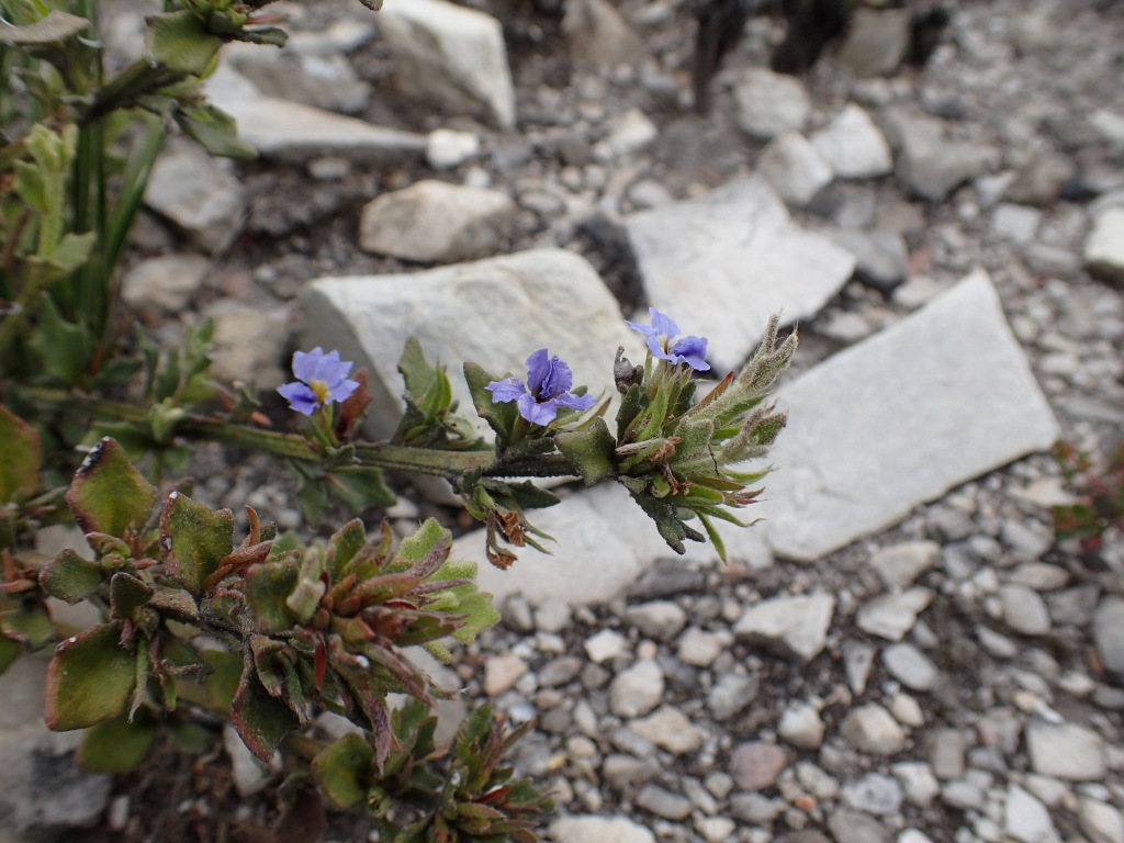 Dampiera fusca (hero image)