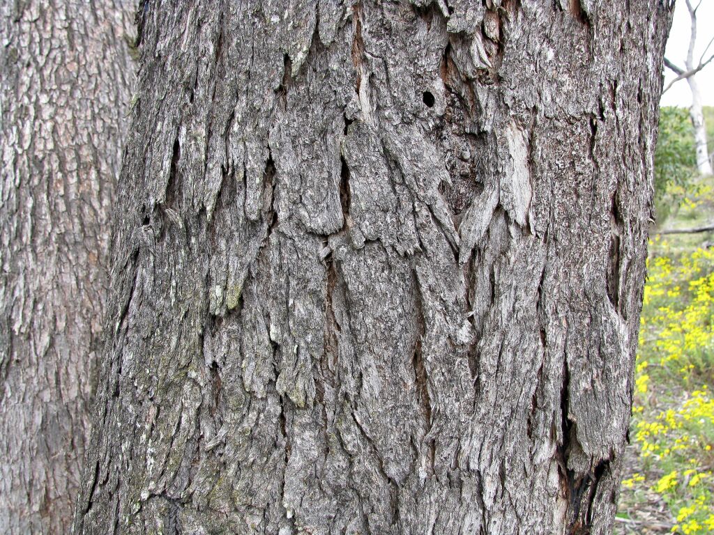 Eucalyptus viminalis subsp. cygnetensis (hero image)