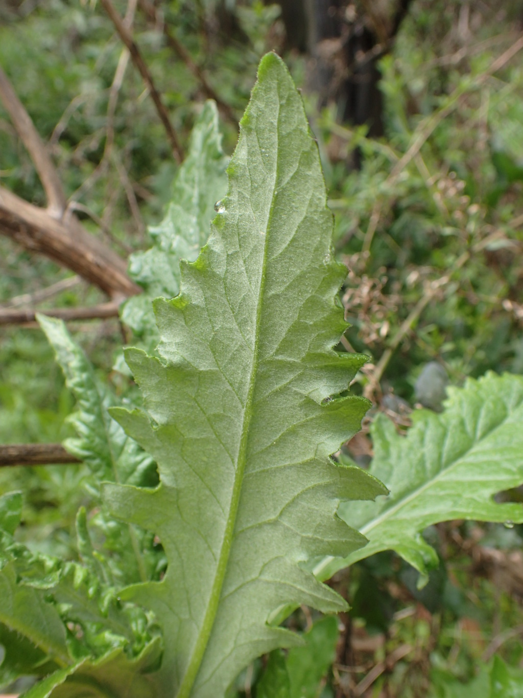 Senecio biserratus (hero image)