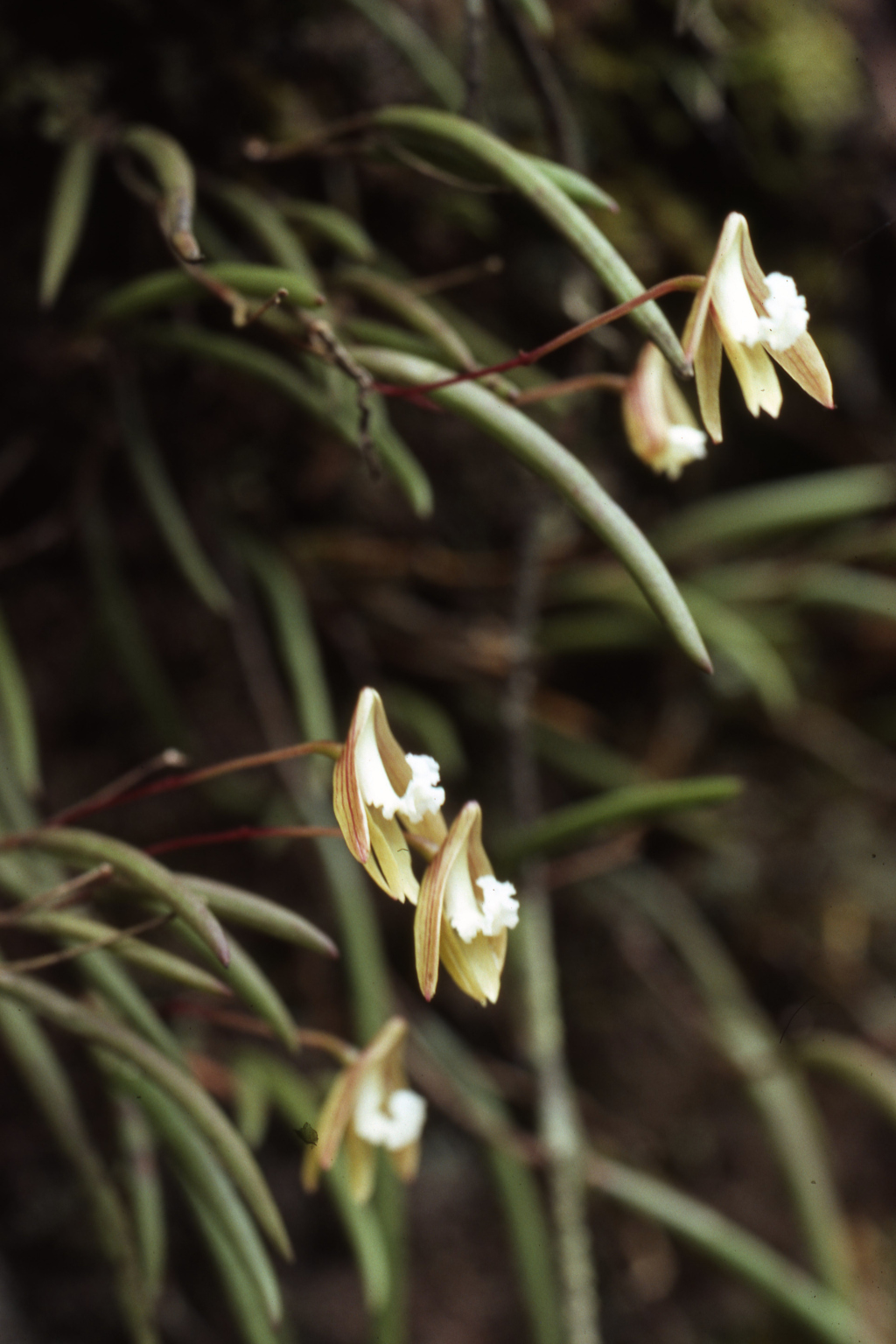 Dendrobium striolatum (hero image)