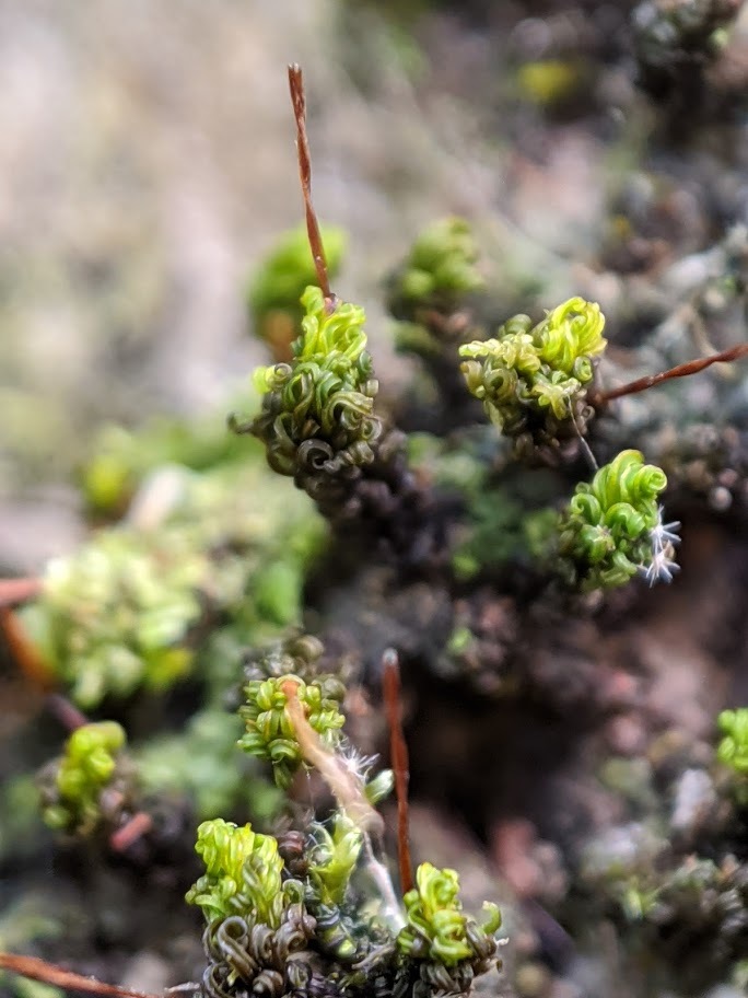 Macromitrium involutifolium subsp. involutifolium (hero image)