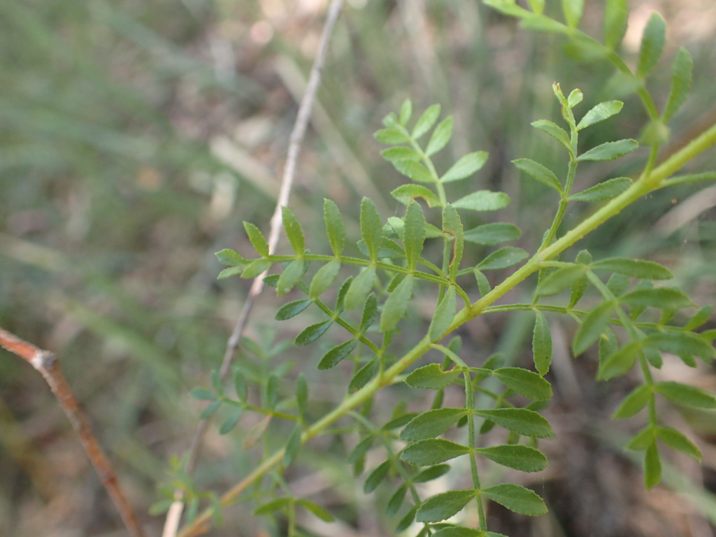Boronia galbraithiae (hero image)