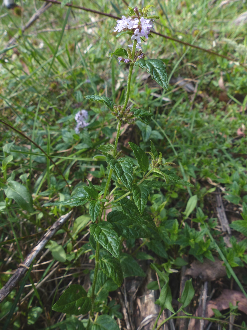 Mentha australis (hero image)