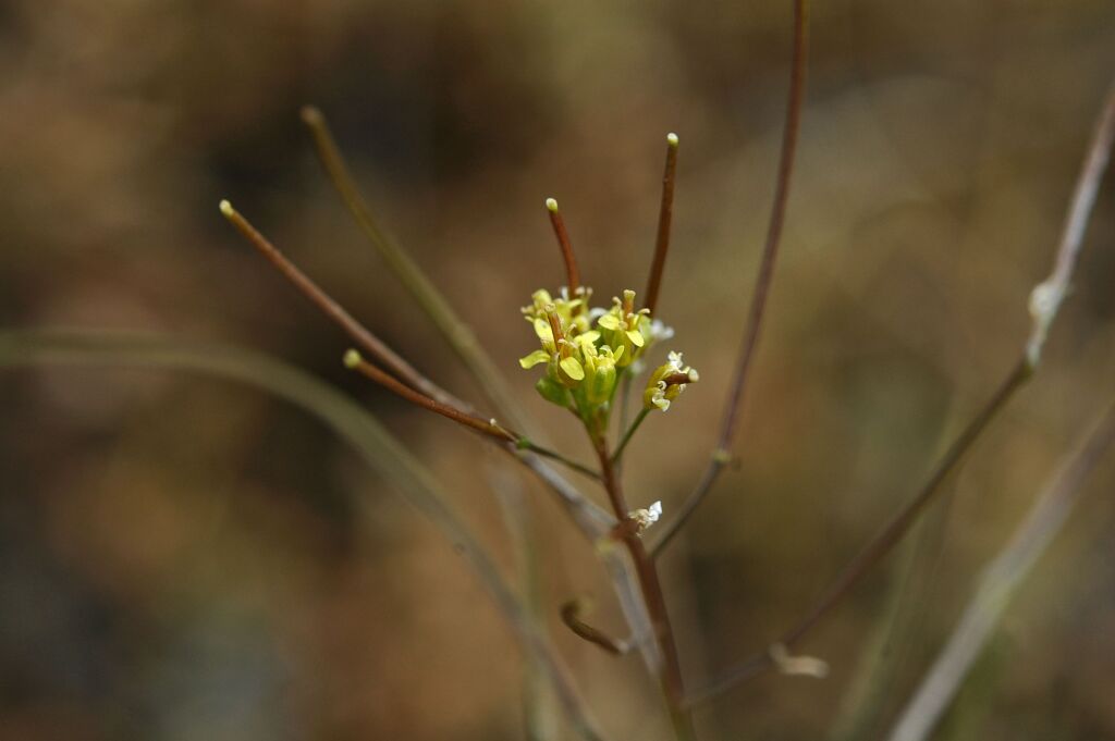 Sisymbrium irio (hero image)