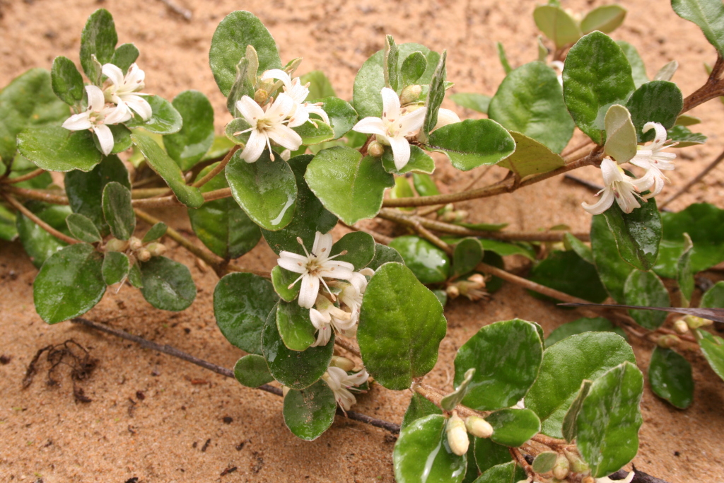 Correa alba var. alba (hero image)