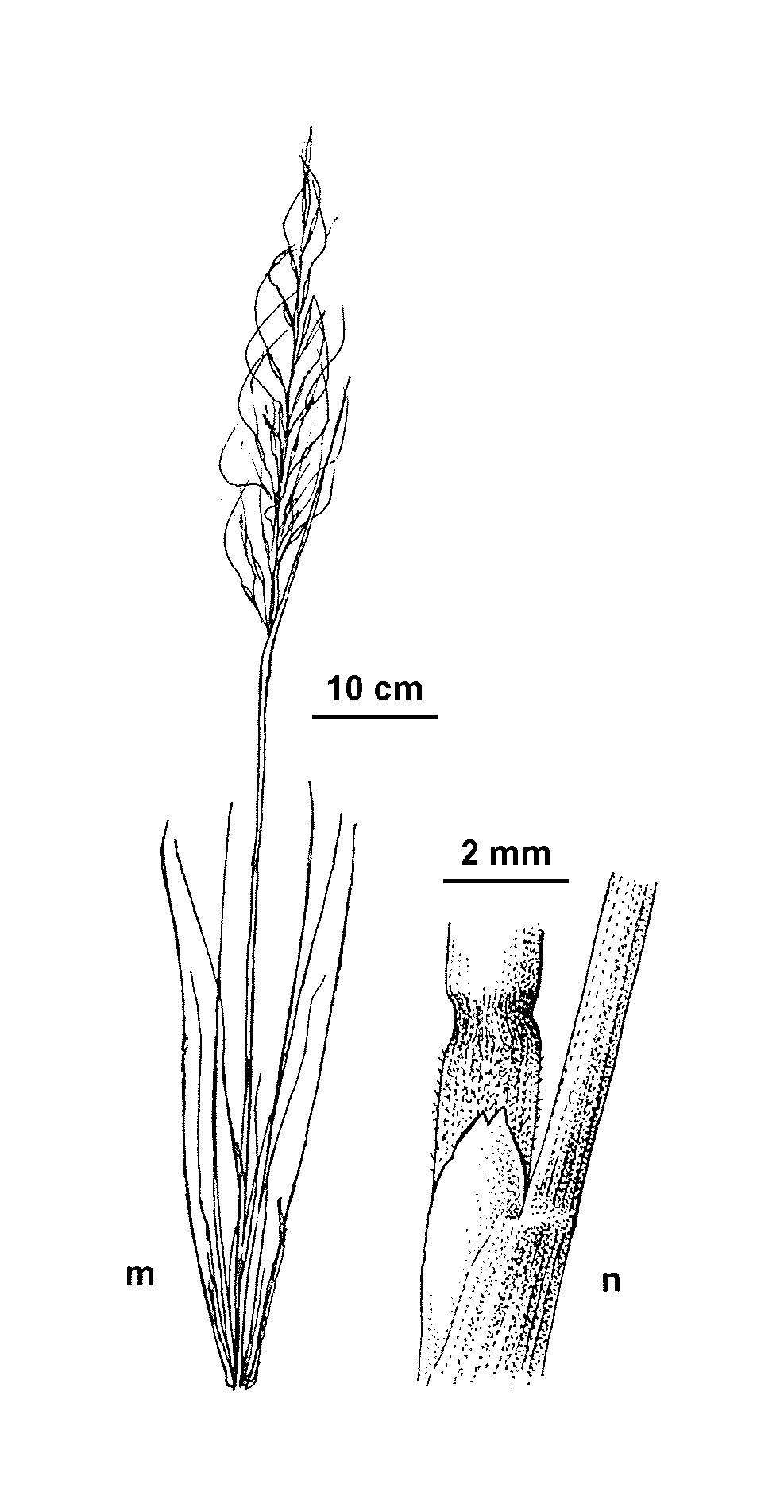 Austrostipa scabra subsp. scabra (hero image)