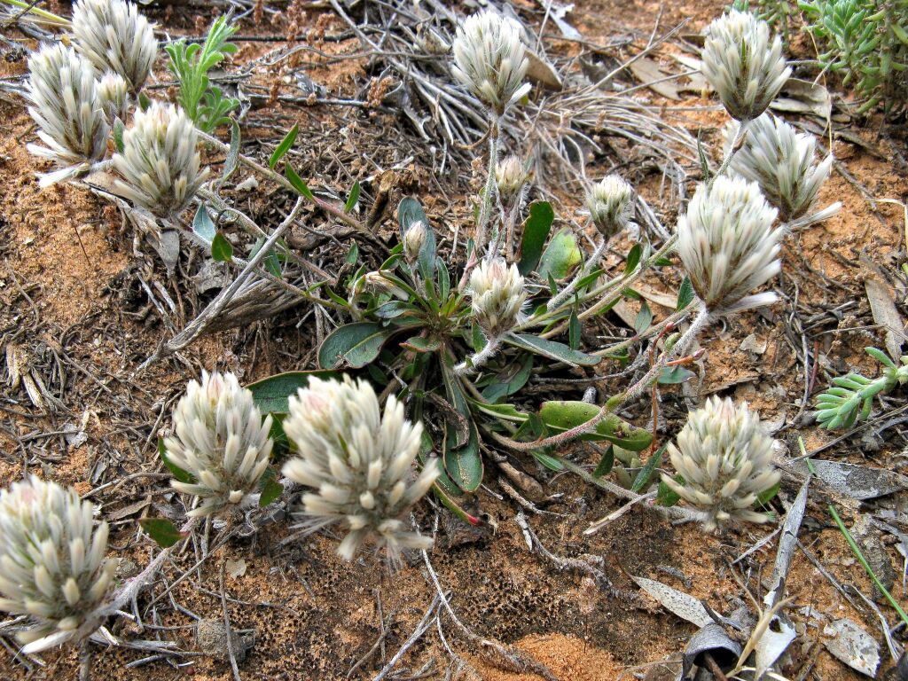 Ptilotus seminudus (hero image)