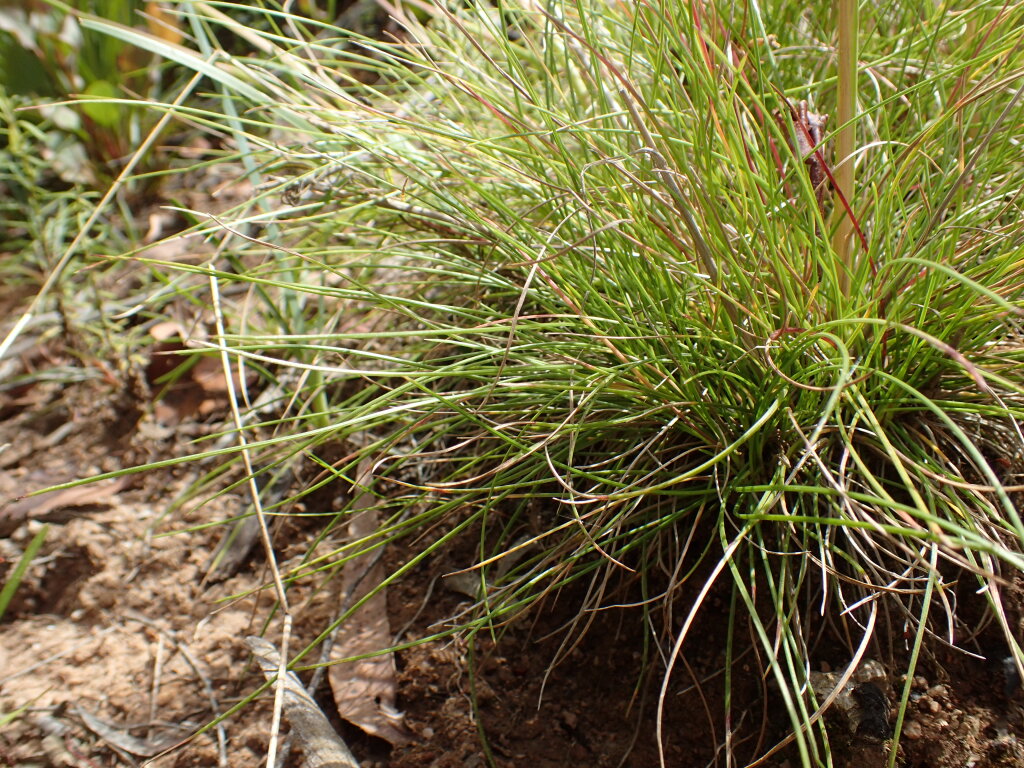 Hookerochloa eriopoda (hero image)