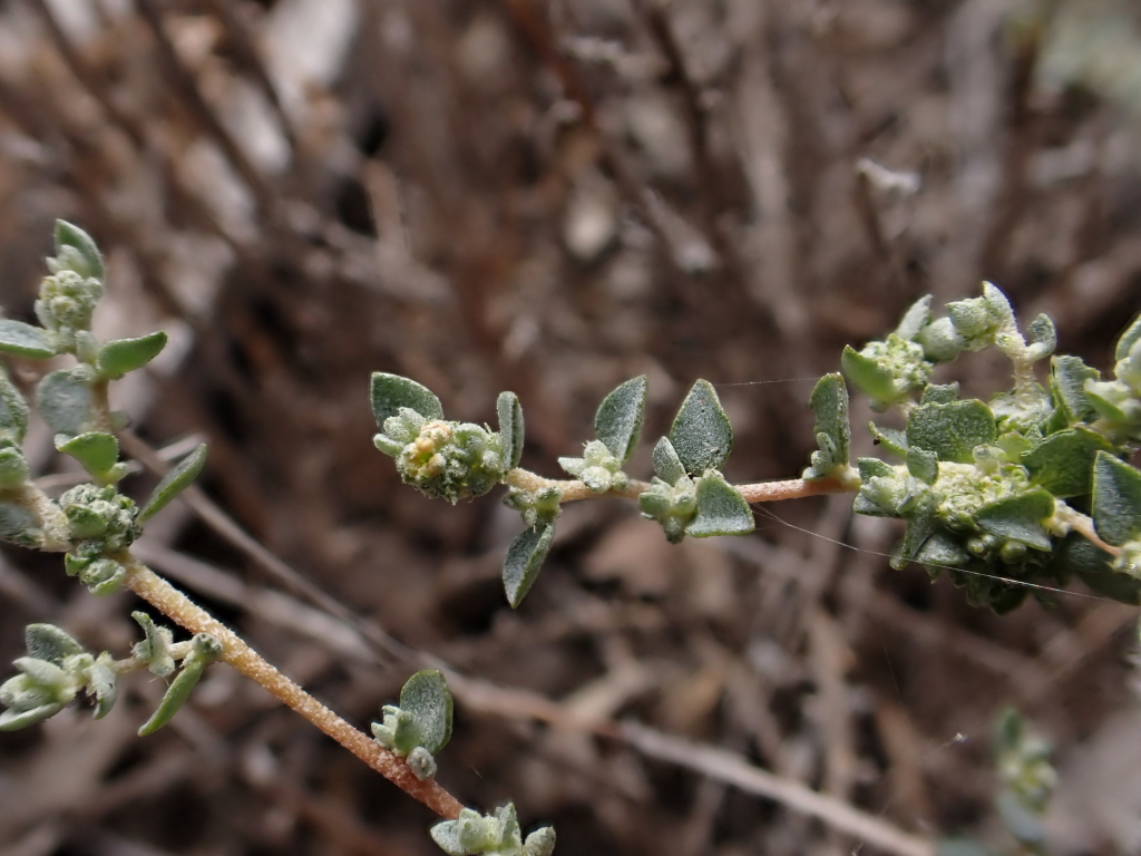 Atriplex pumilio (hero image)