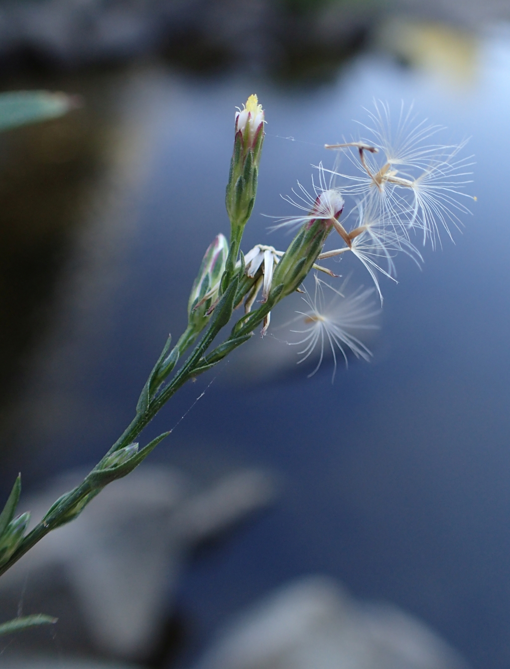 Symphyotrichum (hero image)