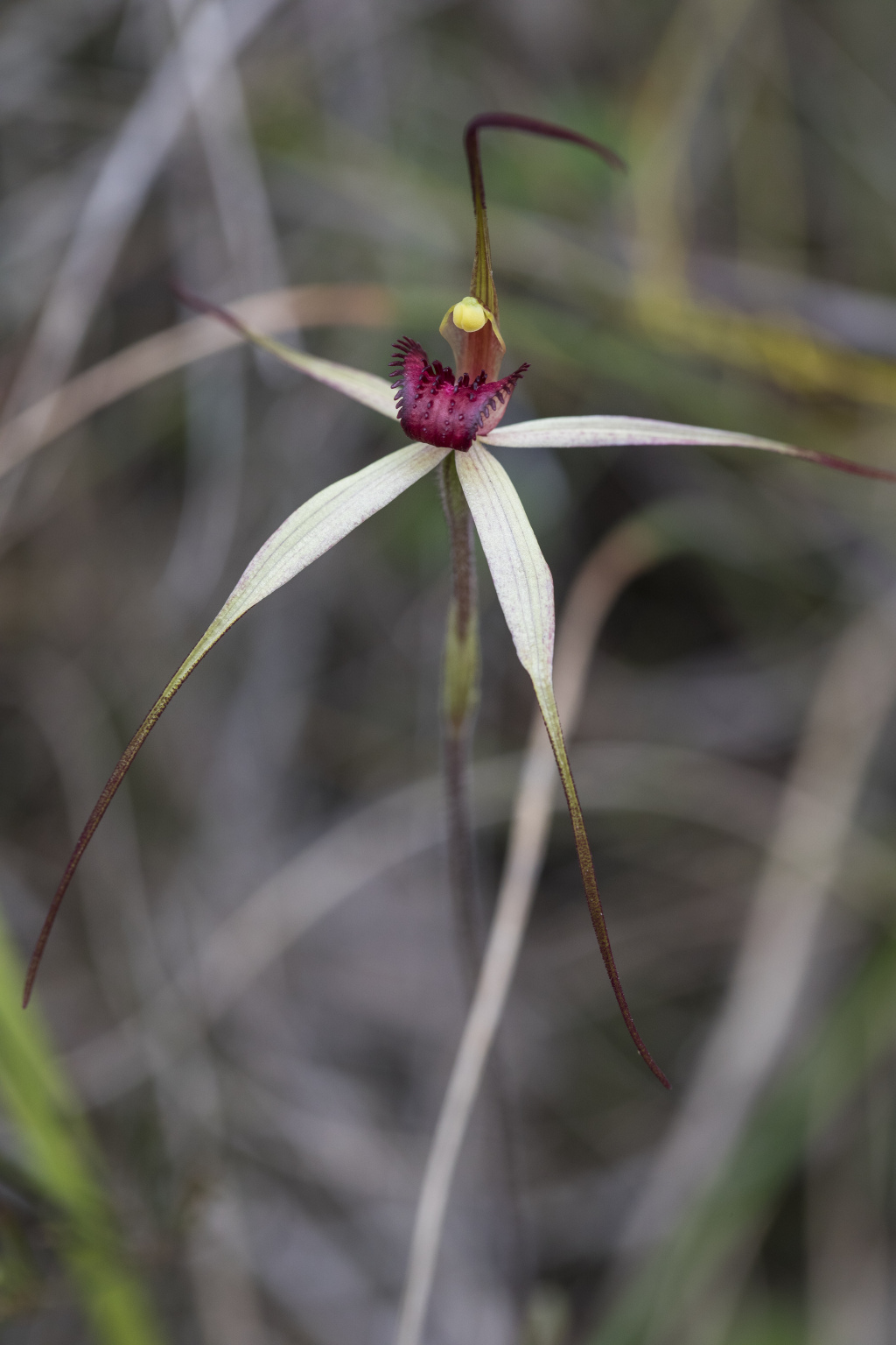 Caladenia oenochila (hero image)