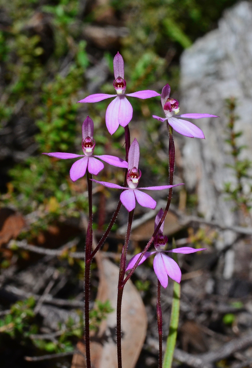 Caladenia ornata (hero image)