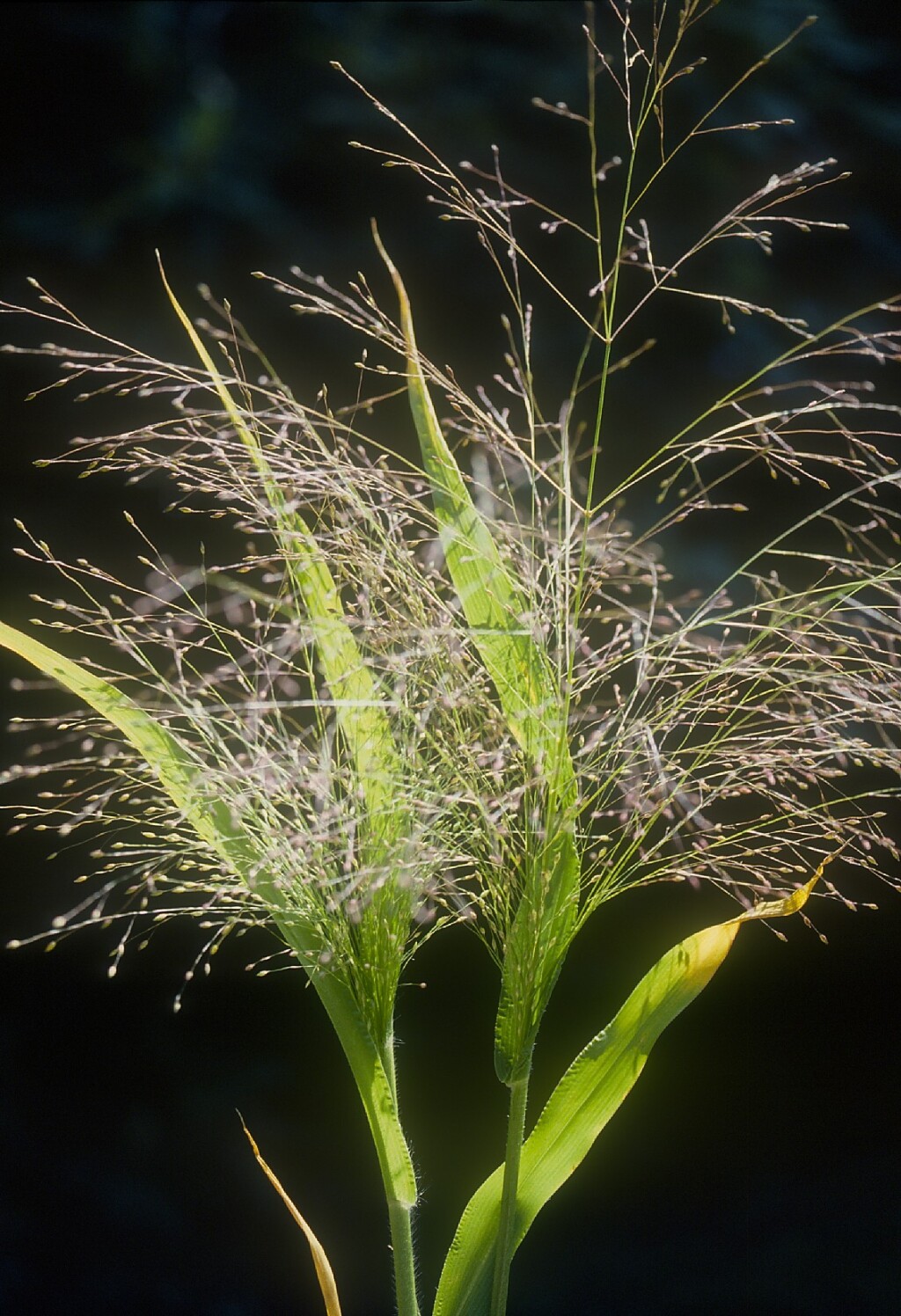 Panicum capillare (hero image)