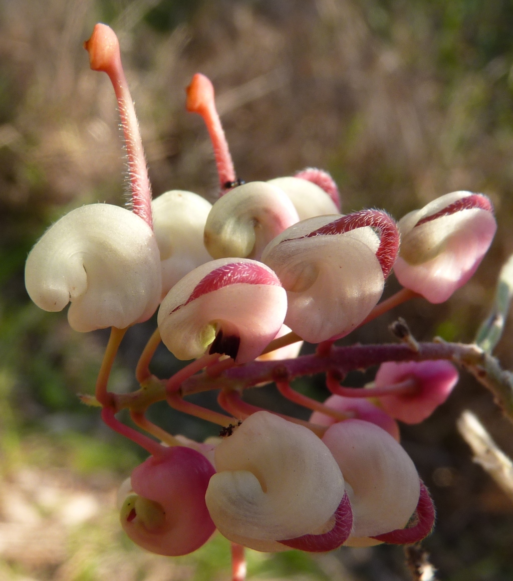 Grevillea lanigera (hero image)