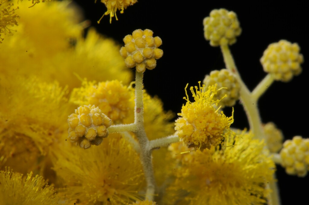 Acacia podalyriifolia (hero image)