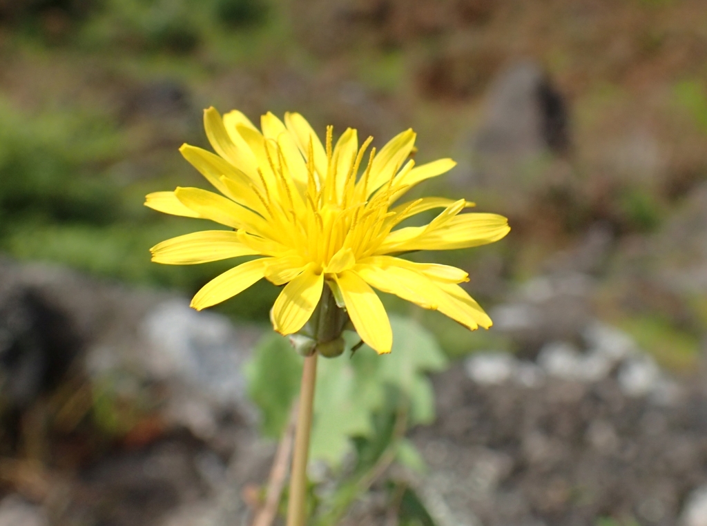 Taraxacum hepaticolor (hero image)