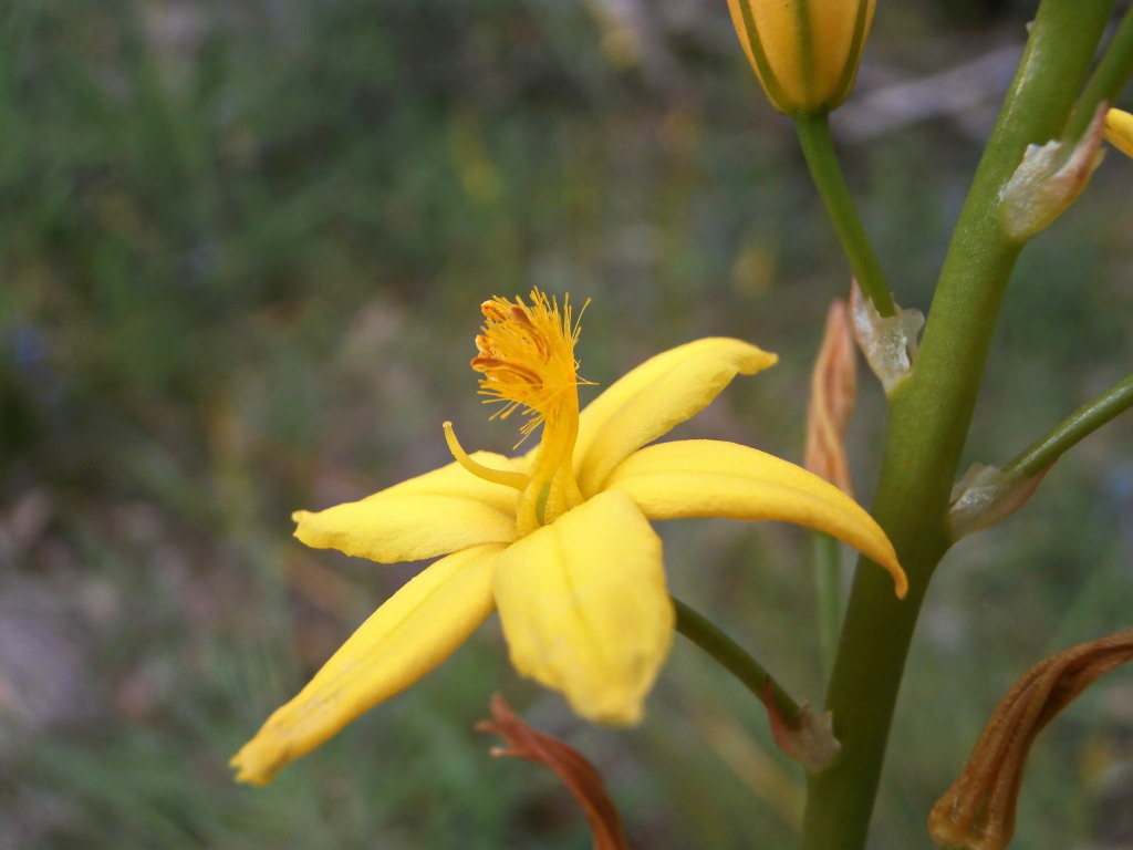 Bulbine bulbosa (hero image)