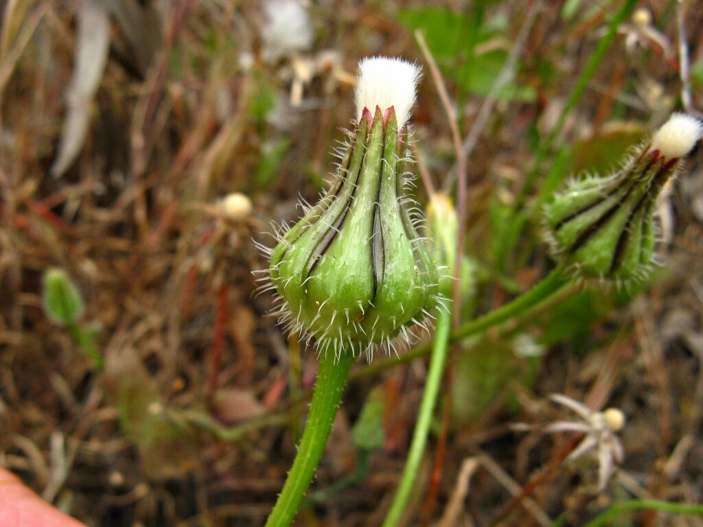 Urospermum picroides (hero image)