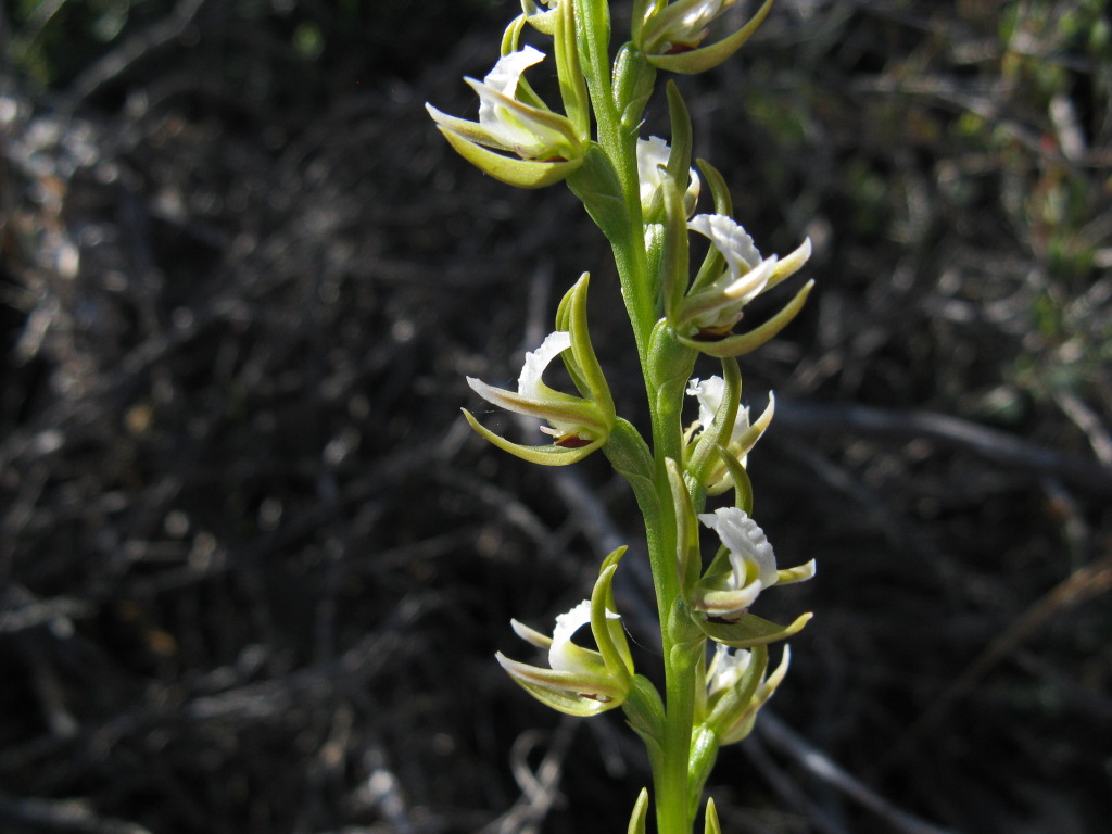 Prasophyllum rousei (hero image)