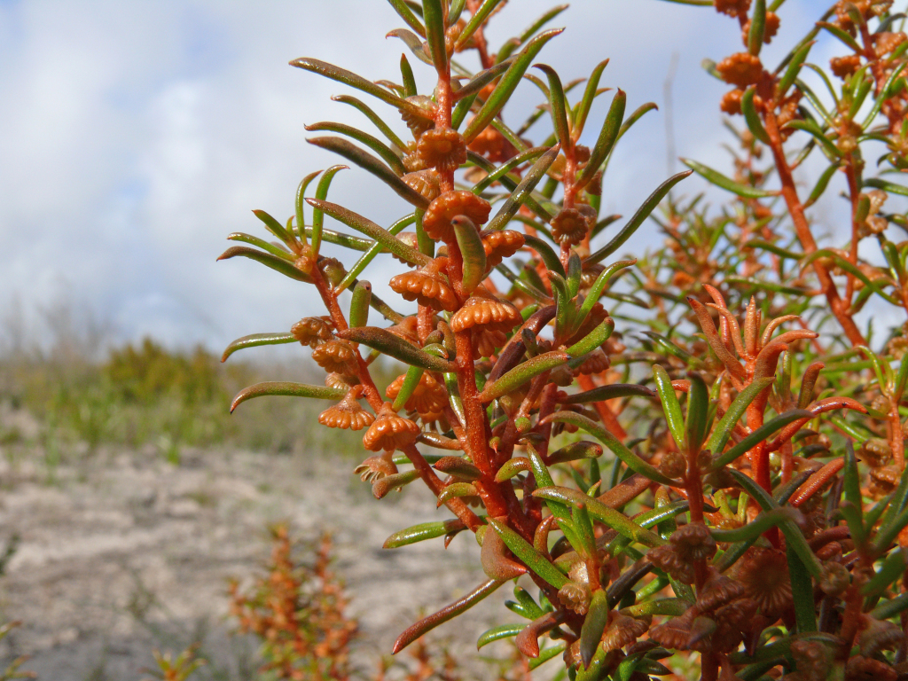 Gyrostemon (hero image)