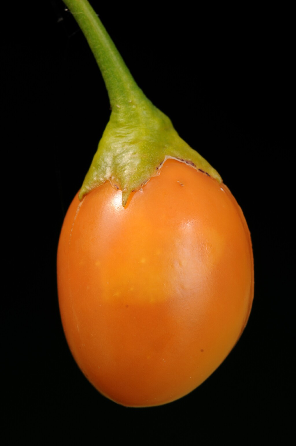 Solanaceae (hero image)
