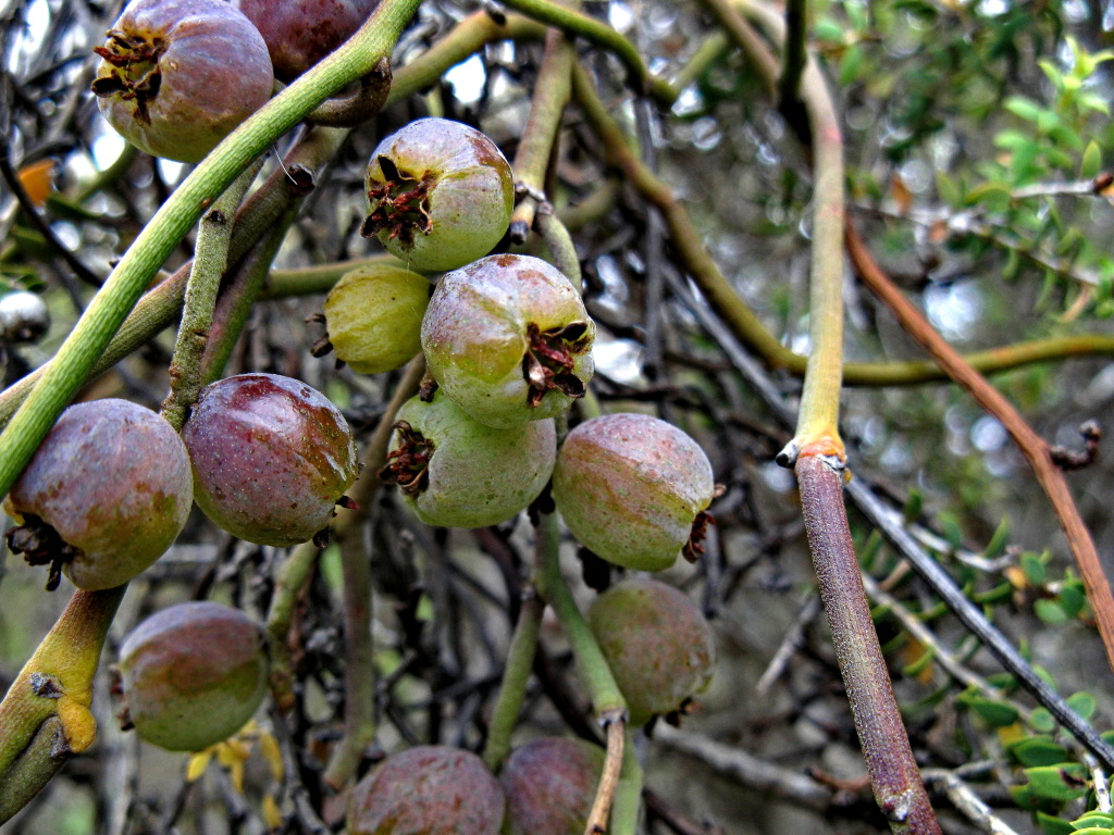 Lauraceae (hero image)