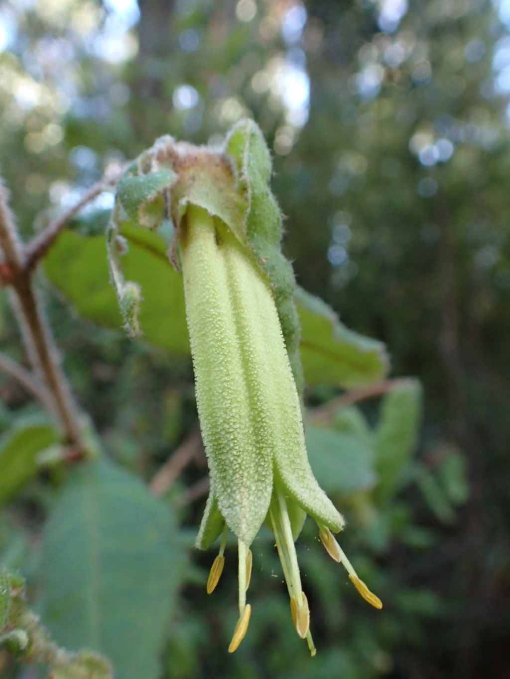 Correa reflexa var. lobata (hero image)