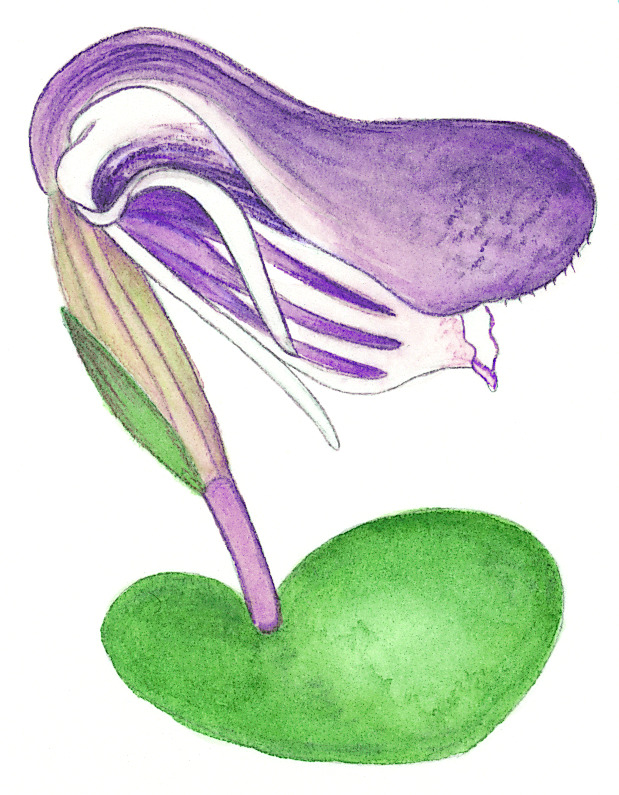 Corybas fordhamii (hero image)