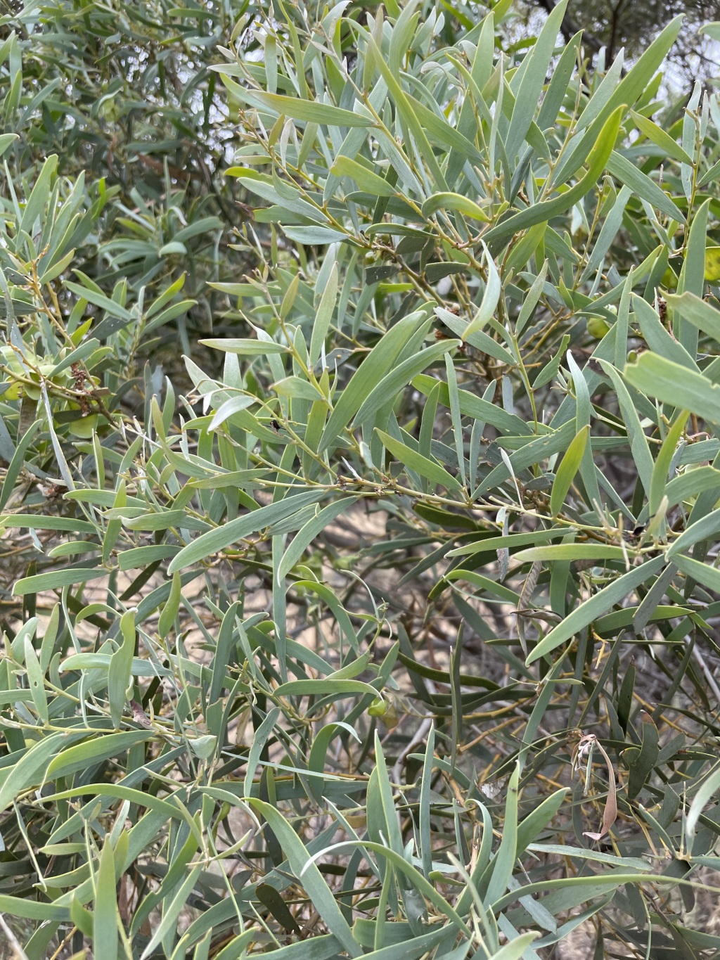 Acacia melvillei (hero image)