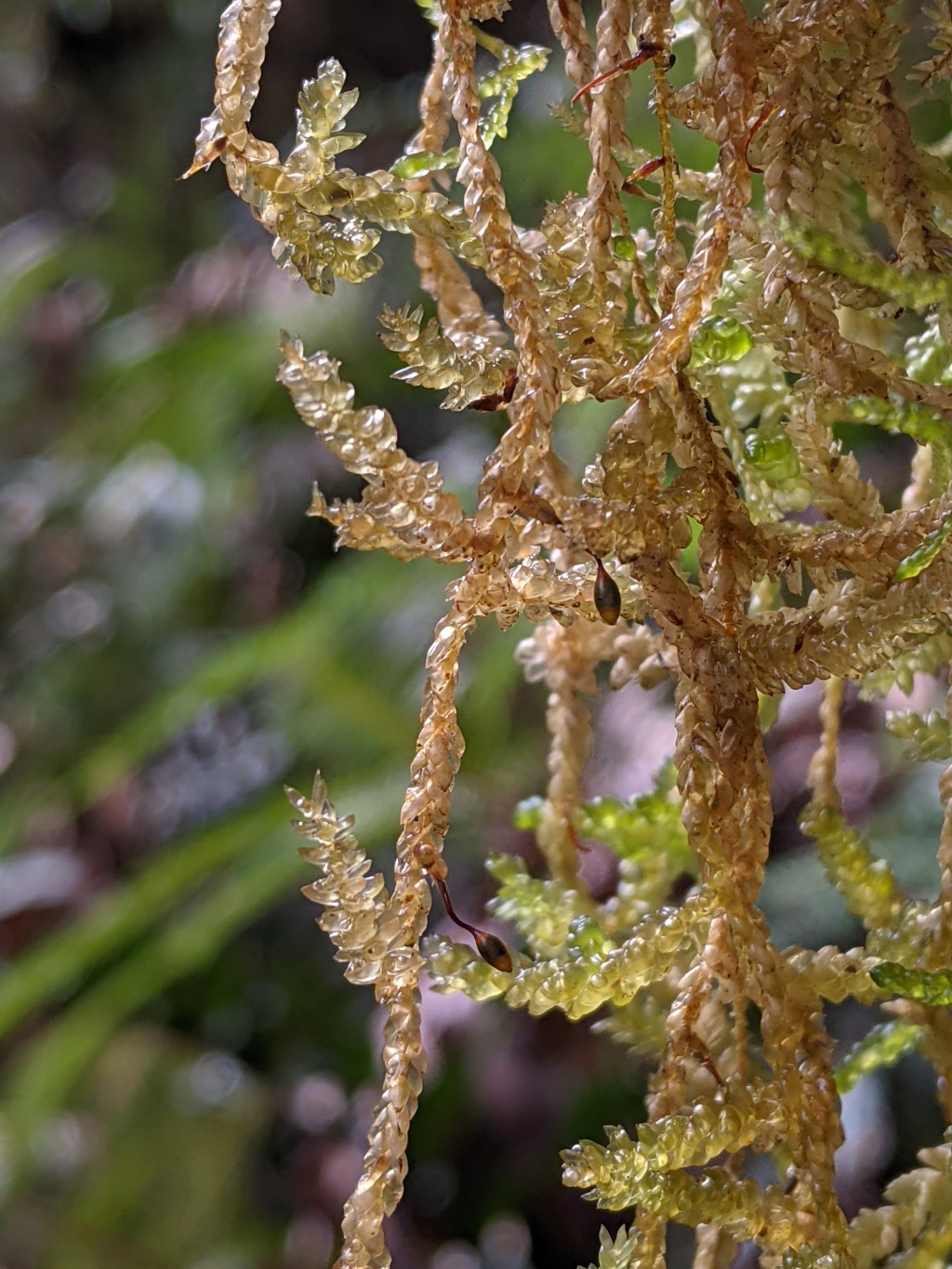 Lembophyllaceae (hero image)