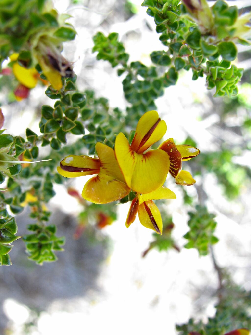 Pultenaea densifolia (hero image)