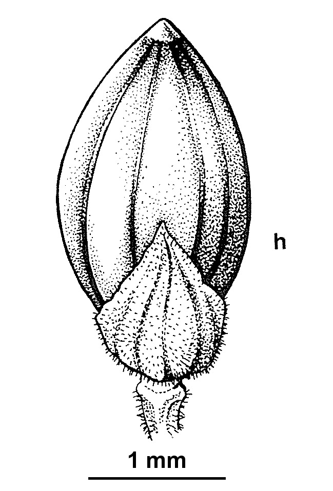 Paspalidium gracile (hero image)