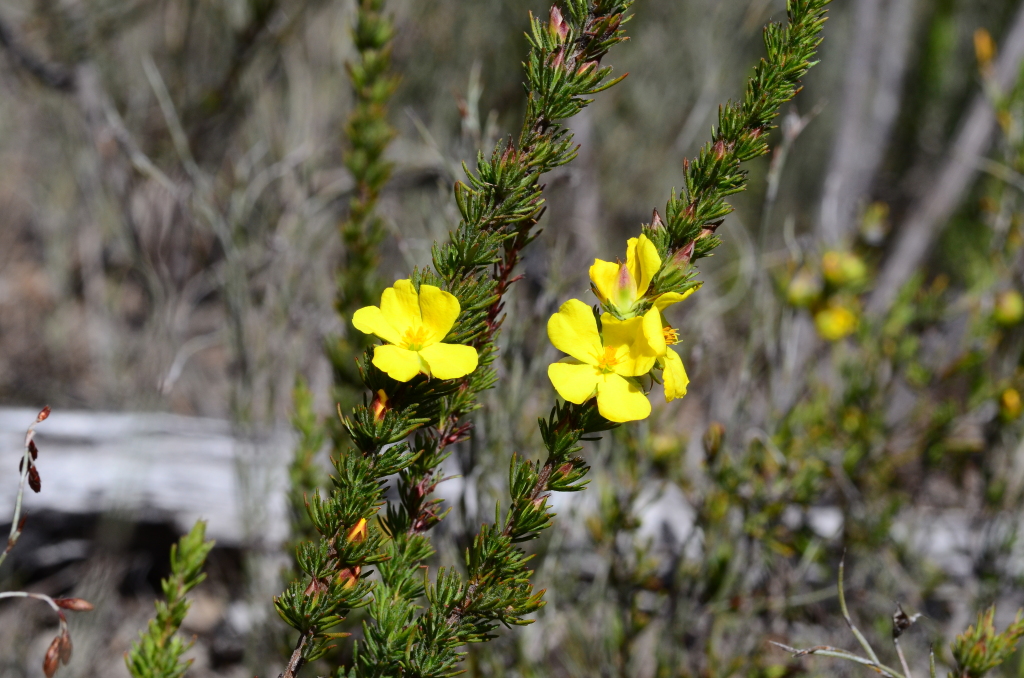 Hibbertia fasciculata var. prostrata (hero image)