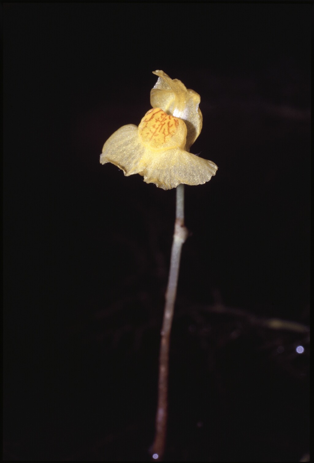 Utricularia australis (hero image)