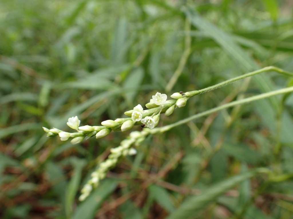Persicaria subsessilis (hero image)