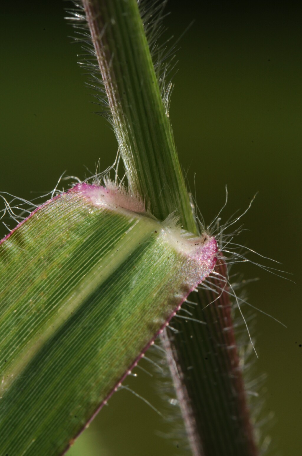 Panicum hillmanii (hero image)