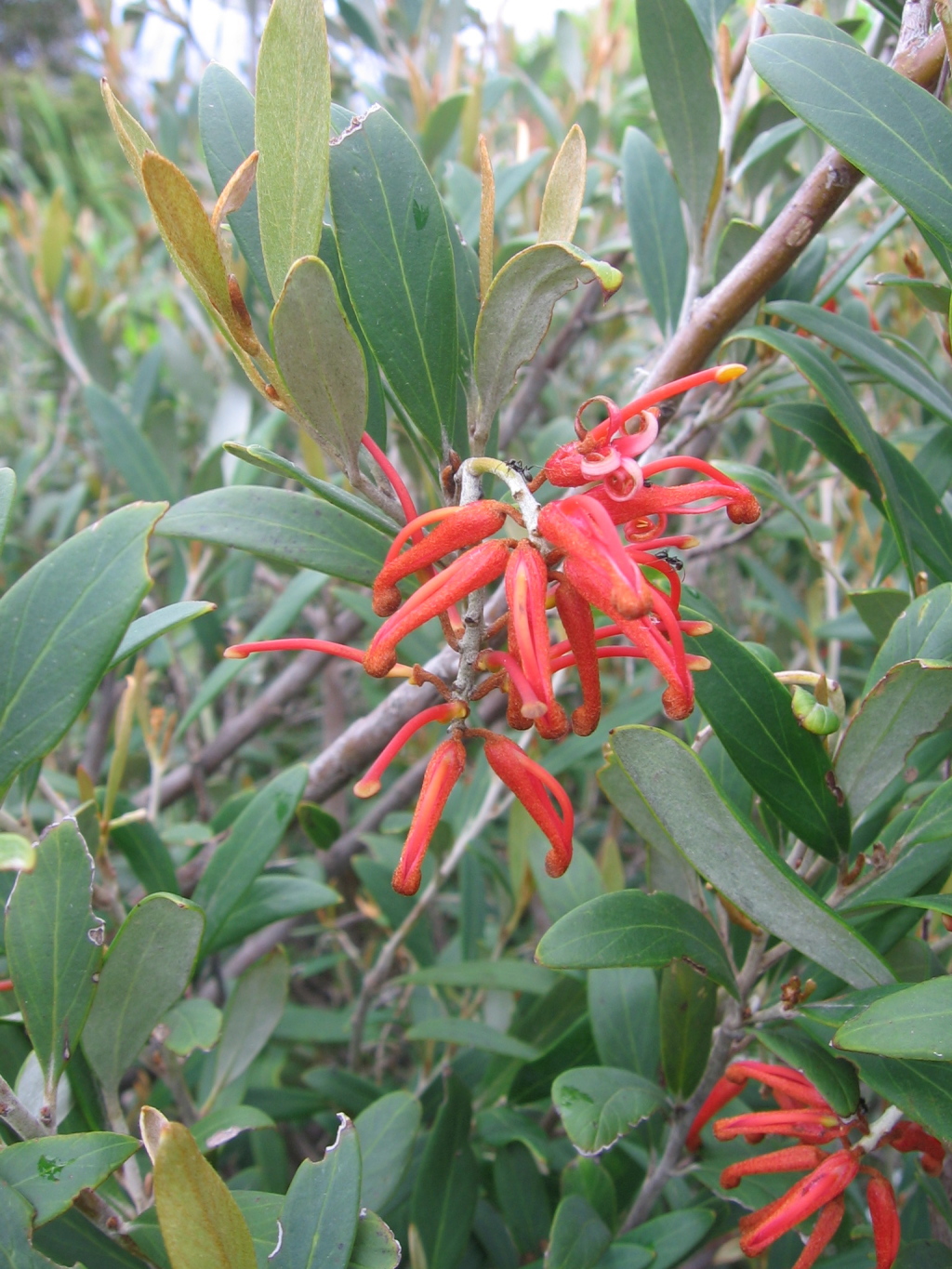 Grevillea victoriae subsp. victoriae (hero image)