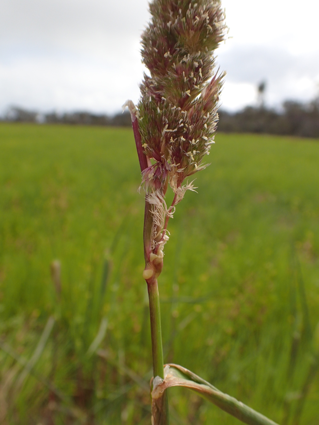 Phalaris paradoxa (hero image)