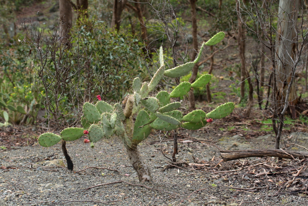 Opuntia elatior (hero image)