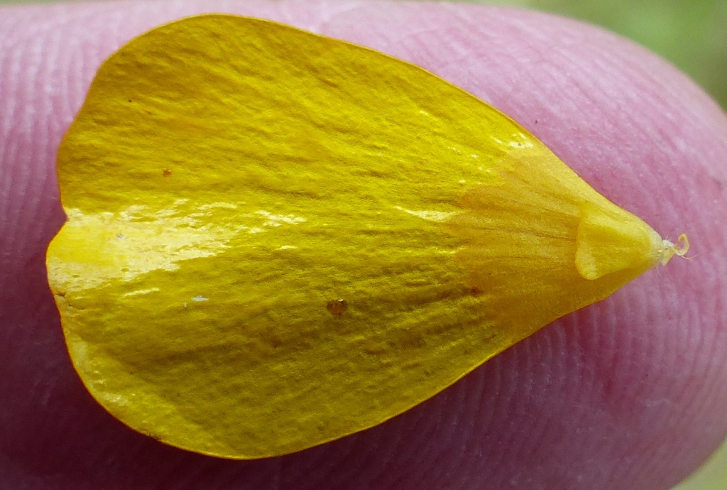Ranunculus lappaceus (hero image)