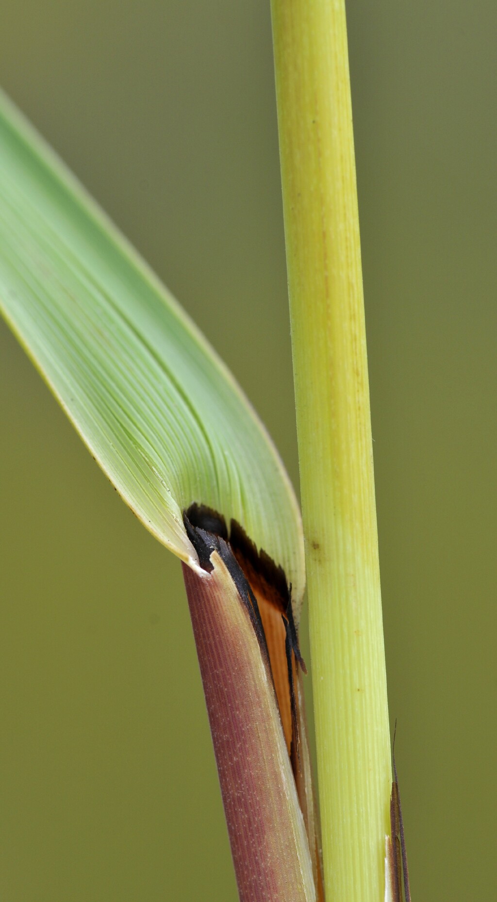 Gahnia radula (hero image)