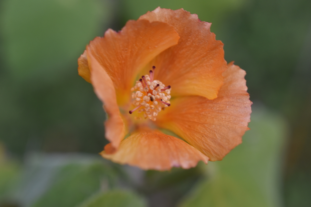 Abutilon (hero image)