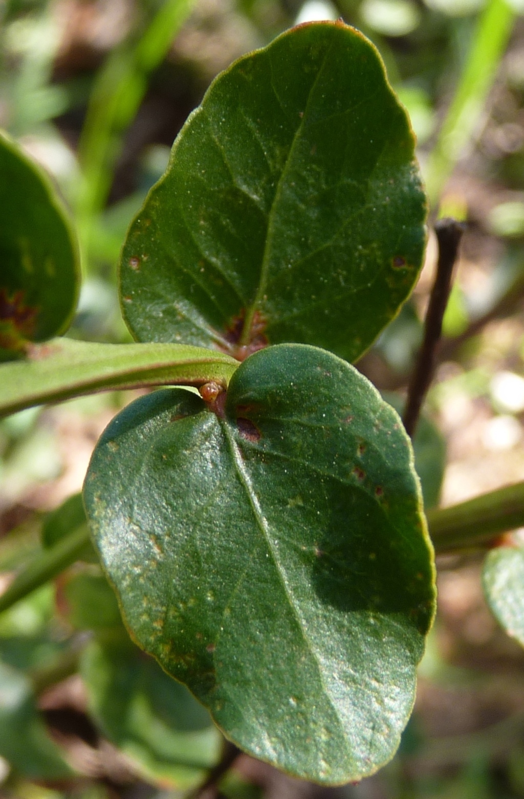 Daviesia buxifolia (hero image)