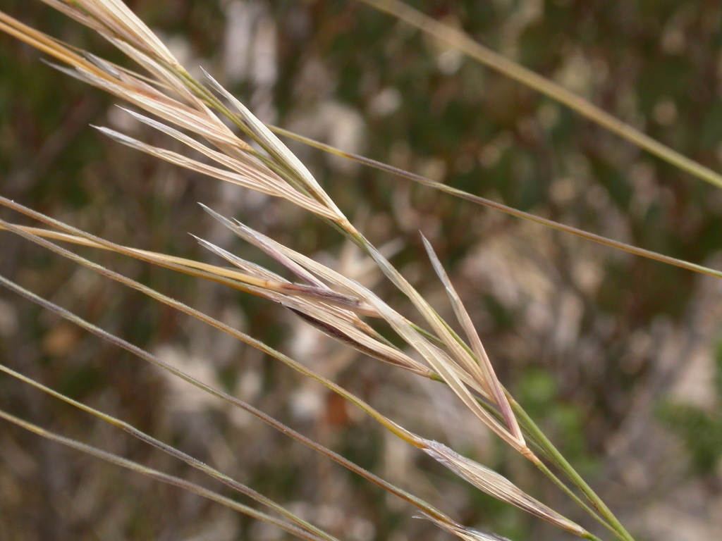 Austrostipa nivicola (hero image)